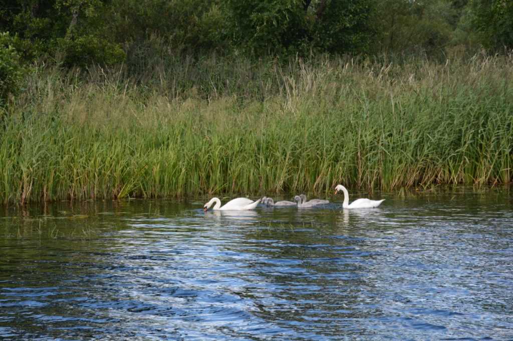 DSC_6058Mittel_.JPG